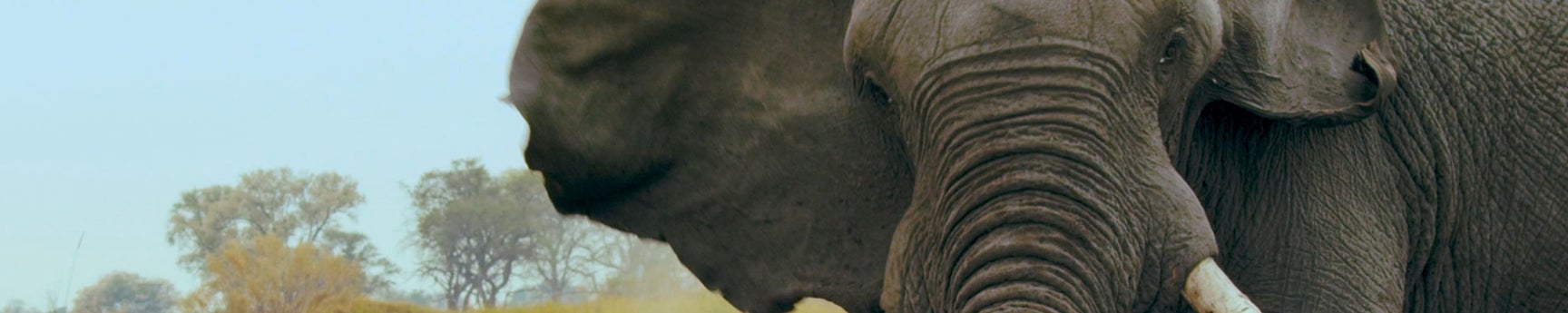 CATEGORY hero background